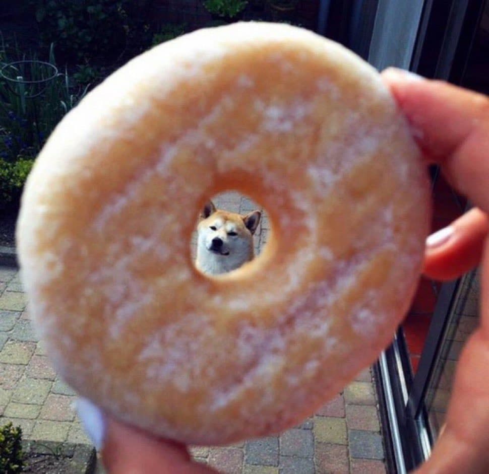 Dog behind donut image